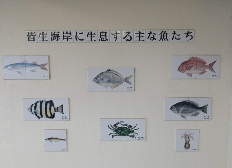 皆生温泉に生息する主な魚たちの画像